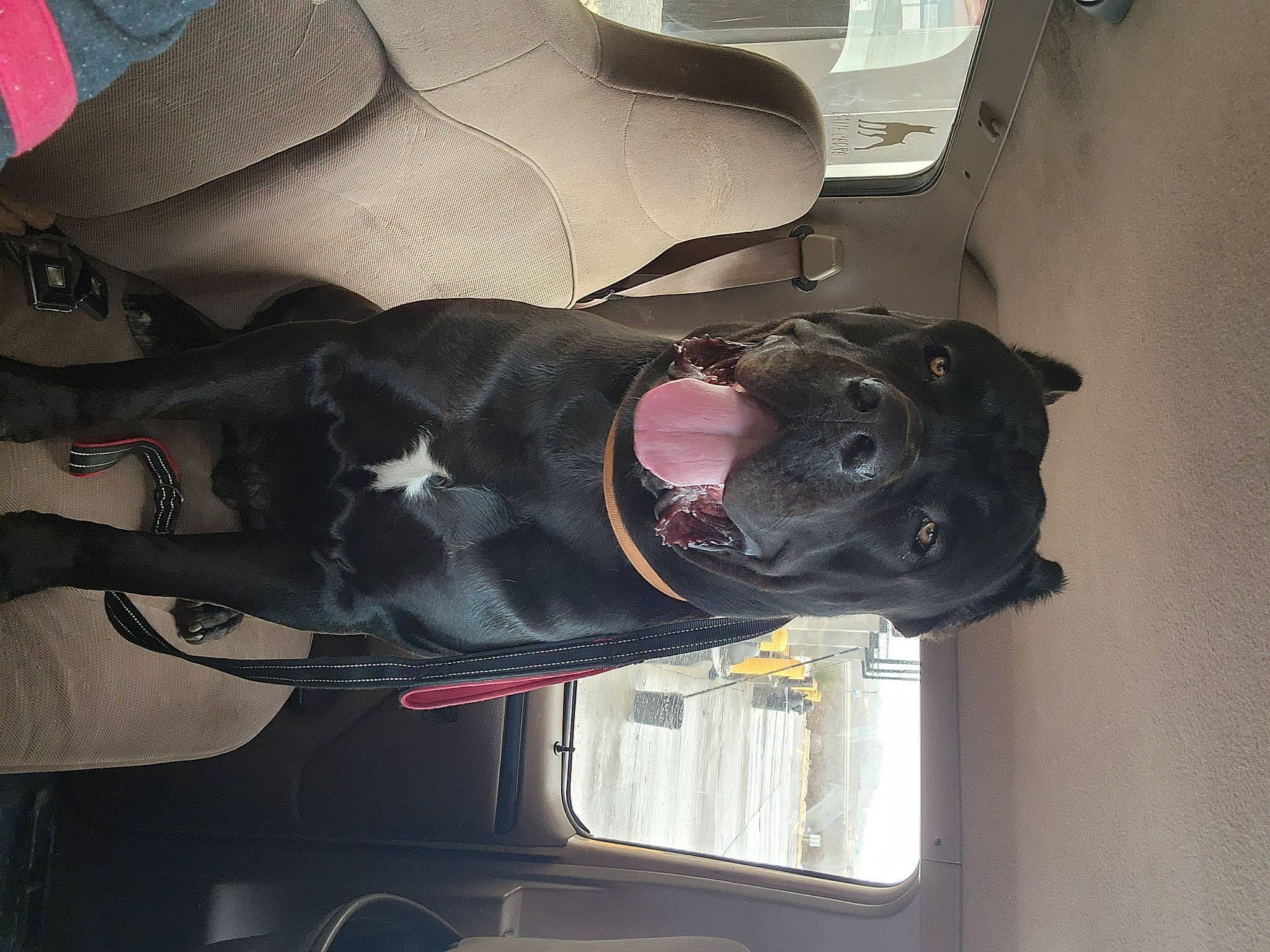 Hades is registered to the contest to win money with this photo: auto_part, automotive_design, automotive_exterior, automotive_lighting, automotive_wheel_system, automotive_window_part, bumper, car, door, family_car, guard_dog, hat, machine, motor_vehicle, personal_protective_equipment, snout, suit, vehicle, vehicle_door, window