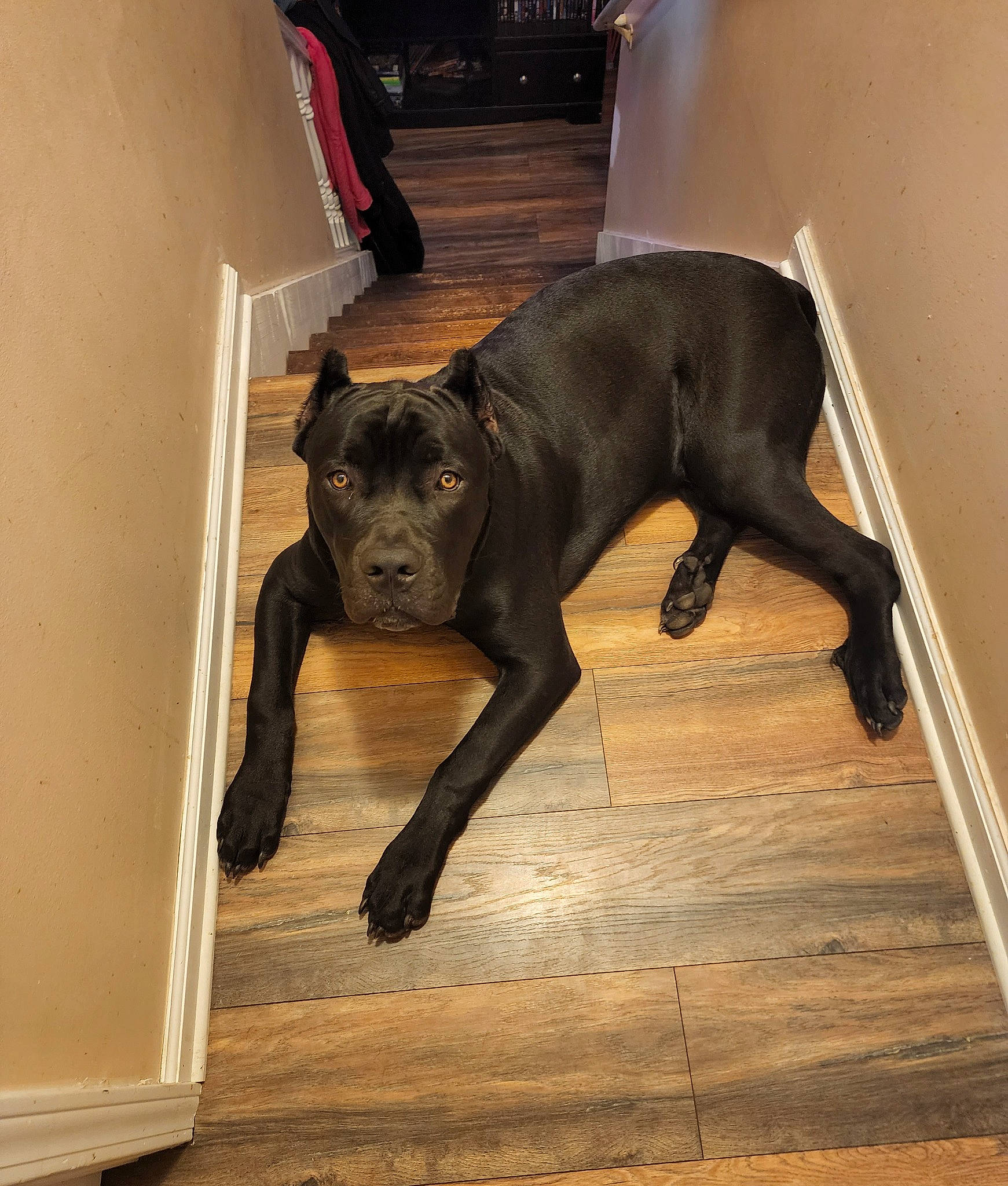 Hades is registered to the contest to win money with this photo: canidae, carnivore, companion_dog, dog, dog_breed, dog_collar, fawn, floor, flooring, guard_dog, hardwood, liver, sculpture, snout, sporting_group, tail, terrestrial_animal, toy_dog, wood, working_animal