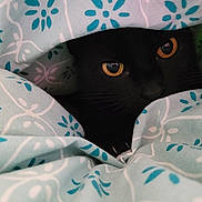 Carlos a rejoint le concours — aidez-le/la à gagner de superbes lots ! black_cat, cat, pet, animal, blanket, patterned_blanket, cozy, indoor, close_up, eyes, whiskers, hidden, cute, feline, fur, soft_texture, resting, curious, shadow, comfort