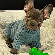 Waylon is registered to the contest to win money with this photo: animal, bed, bedroom, bostonbull, bulldog, canine, clothing, dog, frenchbulldog, furniture, head, hosiery, indoors, knitwear, person, pet, pitbull, puppy, sock, sweater