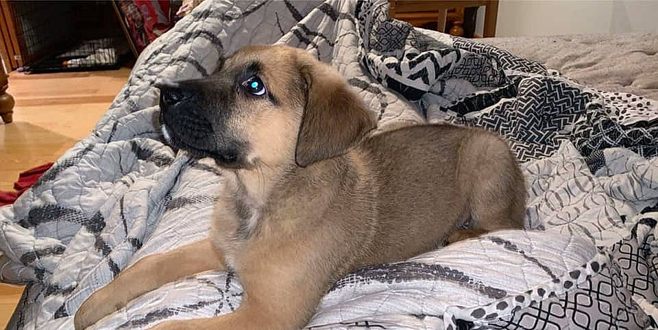 Kahn joined the competition — help win amazing prizes! american_mastiff, anatolian_shepherd_dog, black_mouth_cur, boerboel, canidae, carnivore, companion_dog, dog, dog_breed, english_mastiff, fawn, fila_brasileiro, guard_dog, mammal, perro_de_presa_mallorquin, puggle, puppy, snout, sporting_group, vertebrate