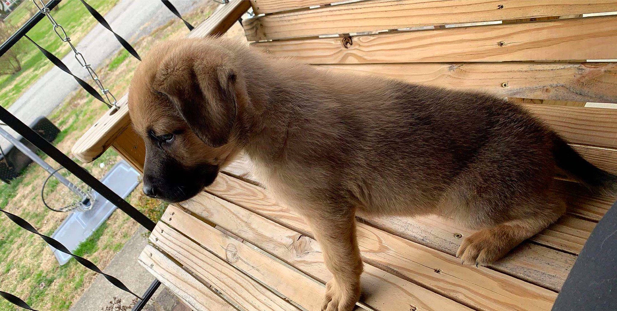 Kahn is registered to the contest to win money with this photo: black_mouth_cur, canidae, carnivore, companion_dog, dog, dog_breed, fawn, mammal, puppy, snout, sporting_group, street_dog, vertebrate