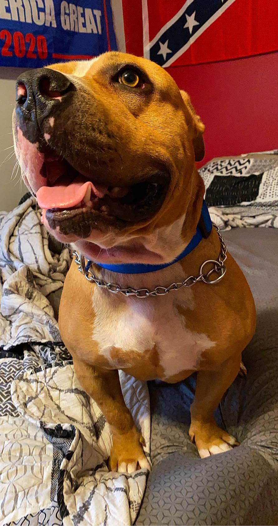 Gator is registered to the contest to win money with this photo: american_pit_bull_terrier, american_staffordshire_terrier, bandog, bulldog, canidae, carnivore, collar, dog, dog_breed, dog_collar, fawn, mammal, molosser, non_sporting_group, pit_bull, rare_breed_dog, snout, sporting_group, staffordshire_bull_terrier, vertebrate