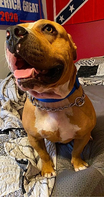 Gator is registered to the contest to win money with this photo: american_pit_bull_terrier, american_staffordshire_terrier, ancient_dog_breeds, bandog, boerboel, bulldog, canidae, carnivore, dog, dog_breed, dog_collar, fawn, mammal, molosser, non_sporting_group, pit_bull, rare_breed_dog, snout, staffordshire_bull_terrier, vertebrate