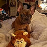 dog, puppy, french_bulldog, plush_toy, monkey_toy, bed, blanket, cozy, indoor, lamp, furniture, sign, motivational_sign, ears, brown, cute, pet, animal, room, soft
