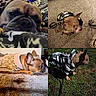 Nala joined the competition — help win amazing prizes! french_bulldog, dog, pet, animal, sweater, jacket, indoors, outdoors, carpet, blanket, fur, ears, leash, grass, resting, lying_down, close_up, portrait, cozy, cute