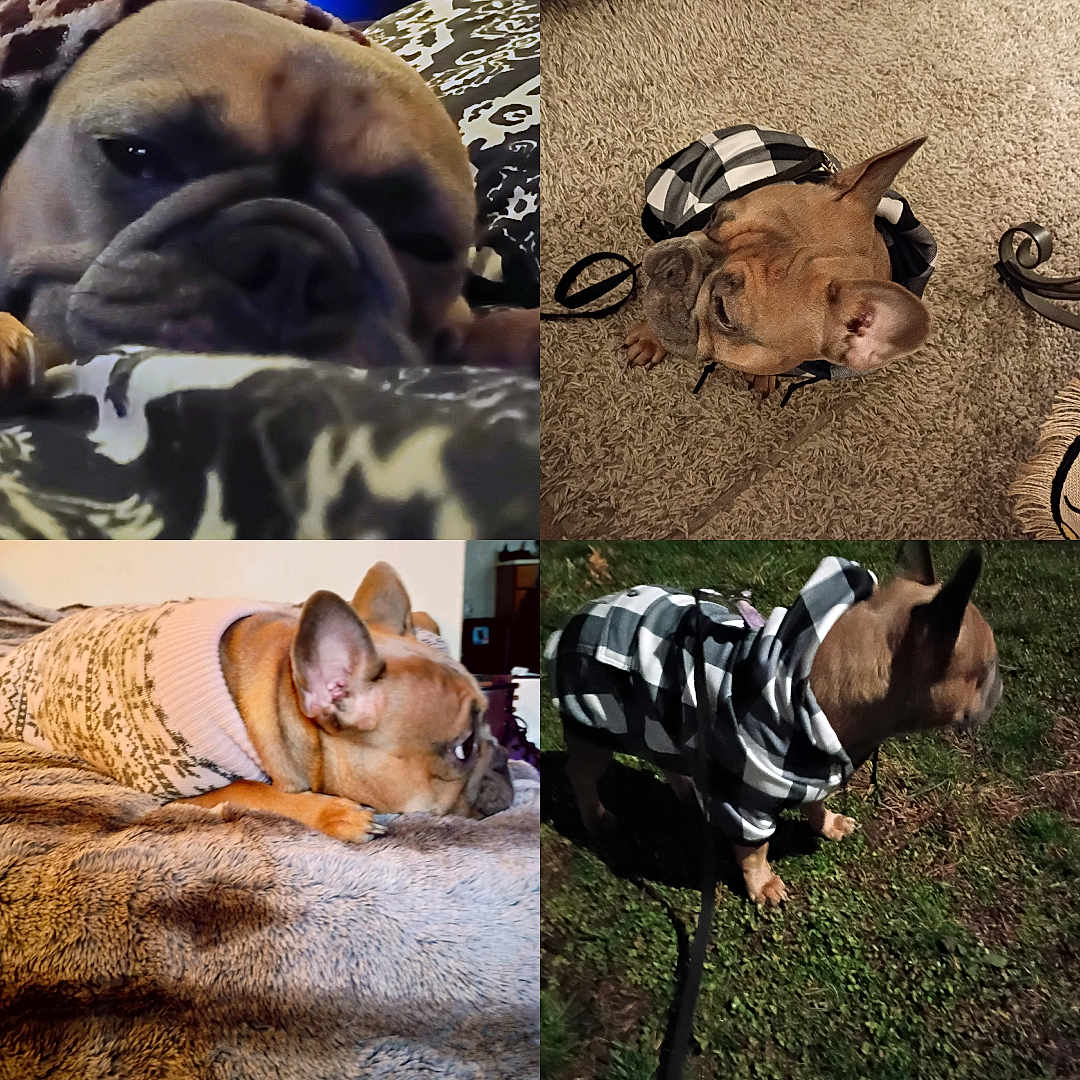 Nala joined the competition — help win amazing prizes! french_bulldog, dog, pet, animal, sweater, jacket, indoors, outdoors, carpet, blanket, fur, ears, leash, grass, resting, lying_down, close_up, portrait, cozy, cute