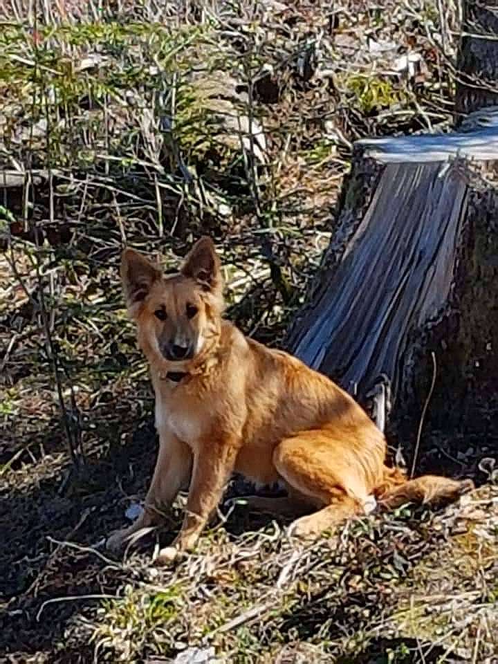 Oasis participe au concours pour gagner de l'argent avec cette photo : canidae, carnivore, carolina_dog, dingo, dog, dog_breed, fawn, finnish_spitz, mammal, new_guinea_singing_dog, pariah_dog, sulimov_dog, vertebrate, wildlife