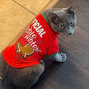 Pluto is registered to the contest to win money with this photo: animal, cat, clothing, curious, domestic_cat, feline, festive, floor, gingerbread_man, gray_cat, holiday, indoor, looking_back, pet, red_shirt, shirt, sitting, tile_floor, wood_floor, yellow_eyes