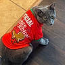 animal, cat, clothing, curious, domestic_cat, feline, festive, floor, gingerbread_man, gray_cat, holiday, indoor, looking_back, pet, red_shirt, shirt, sitting, tile_floor, wood_floor, yellow_eyes