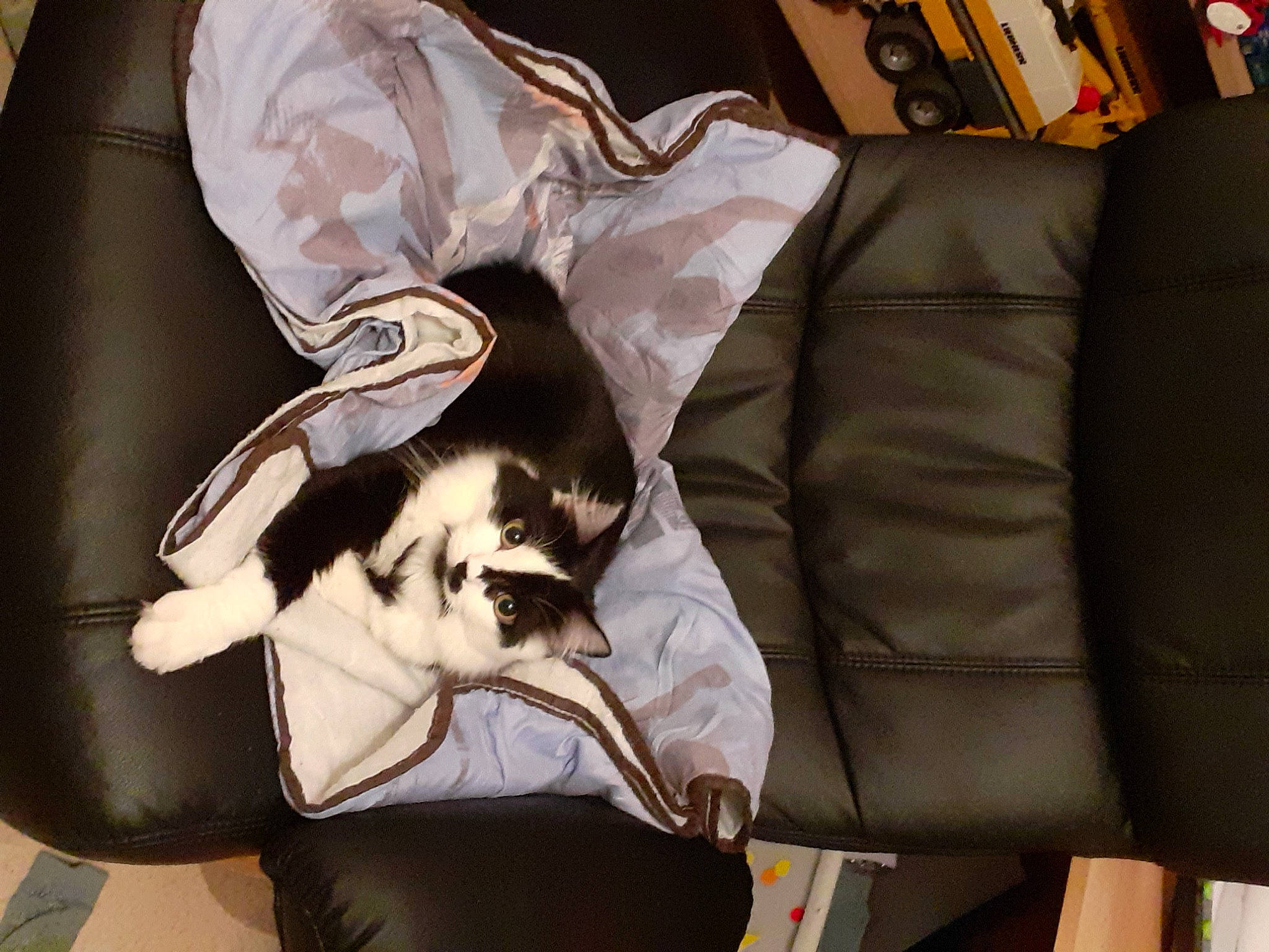 Mimi participe au concours pour gagner de l'argent avec cette photo : armrest, bag, canidae, car_seat, carnivore, comfort, companion_dog, couch, dog_breed, fawn, felidae, fur, lap, linens, room, sitting, small_to_medium_sized_cats, sporting_group, tail, whiskers