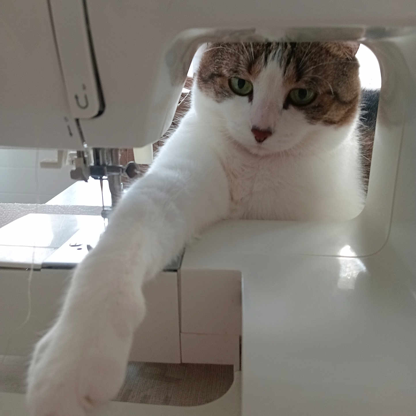 Réglisse a rejoint le concours — aidez-le/la à gagner de superbes lots ! abyssinian, alloywheel, animal, appliance, car, carwheel, cat, ctscan, device, electricaldevice, kitten, machine, manx, pet, sewing, sewingmachine, spoke, tire, transportation, vehicle