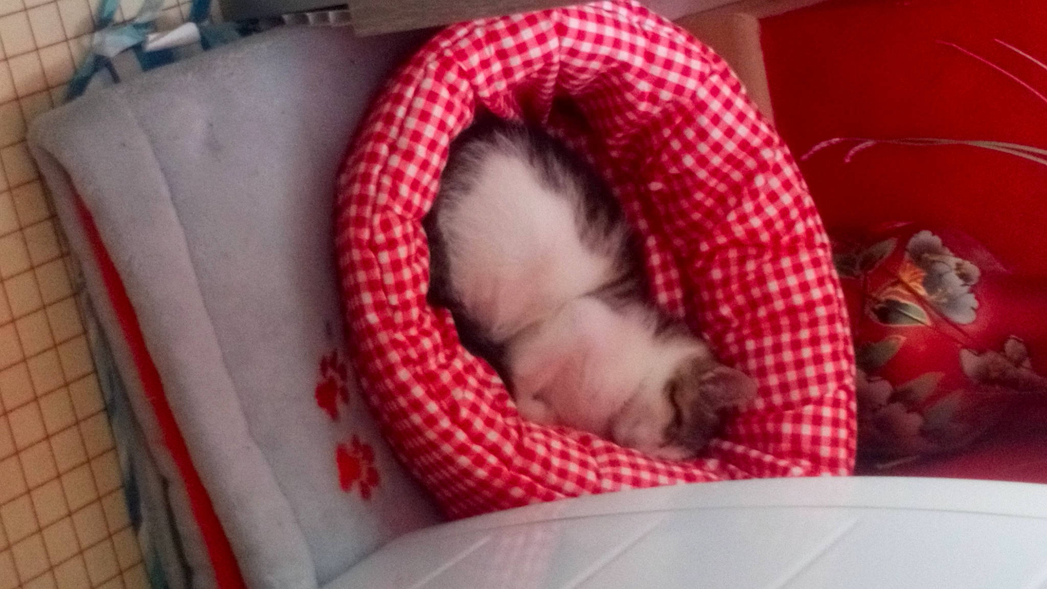 Réglisse a rejoint le concours — aidez-le/la à gagner de superbes lots ! animal_shelter, baby, baby_products, canidae, carnivore, cat_supply, child, comfort, companion_dog, dog_bed, dog_breed, dog_supply, felidae, fur, pet_supply, product, small_to_medium_sized_cats, snout, sporting_group, whiskers