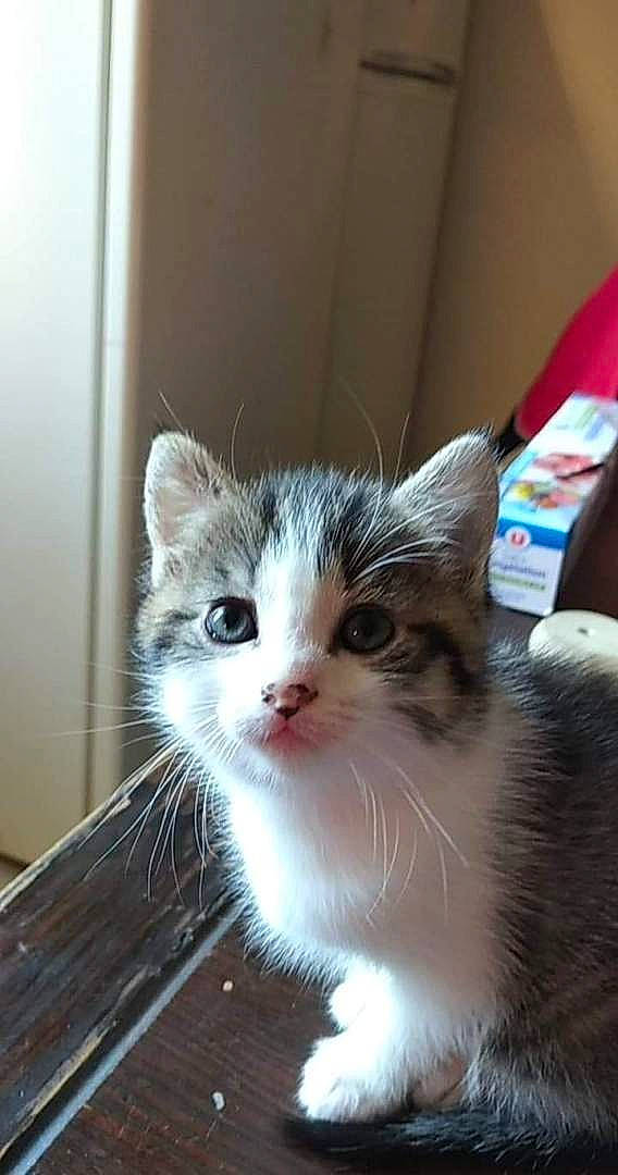 Réglisse participe au concours pour gagner de l'argent avec cette photo : box, carnivore, cat, domestic_short_haired_cat, felidae, flooring, fur, paw, small_to_medium_sized_cats, snout, tail, whiskers, window, wood