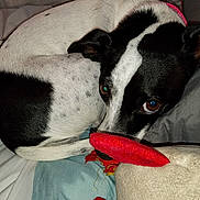 Princess Buttercup is registered to the contest to win money with this photo: animal, bed, black_and_white, brown_eyes, closeup, comfort, cozy, curled_up, cute, dog, domestic, fur, indoor, pet, plush_toy, relaxed, resting, sleepy, snuggling, soft