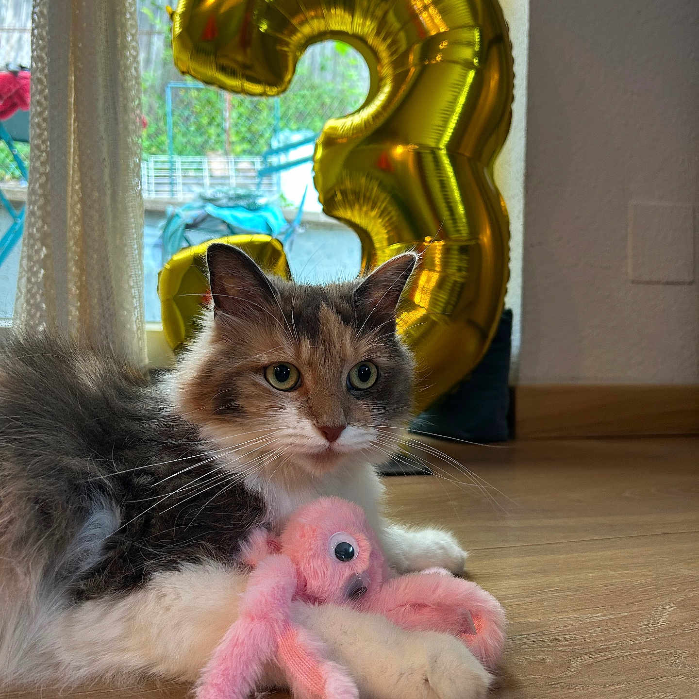 Câline participe au concours pour gagner de l'argent avec cette photo : animal, balloon, cat, celebration, curtain, cute, domestic_animal, feline, floor, fluffy, gold_balloon, indoor, number_balloon, octopus_toy, pet, plush_toy, relaxed, toy, window, wood_floor