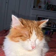 George participe au concours pour gagner de l'argent avec cette photo : cat, orange, white, fluffy, sleeping, paw, indoor, blanket, cozy, relaxing, pet, feline, cute, closeup, resting, animal, fur, nose, whiskers, bedroom