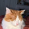 cat, orange, white, fluffy, sleeping, paw, indoor, blanket, cozy, relaxing, pet, feline, cute, closeup, resting, animal, fur, nose, whiskers, bedroom