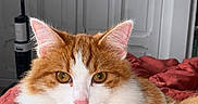 George a rejoint le concours — aidez-le/la à gagner de superbes lots ! animal, bed, blanket, cat, cozy, door, ears, feline, fluffy, fur, home, indoor, looking_at_camera, orange_and_white, paws, pet, portrait, relaxed, vacuum_cleaner, whiskers
