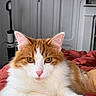 cat, orange_and_white, fluffy, pet, indoor, bed, blanket, feline, animal, relaxed, portrait, looking_at_camera, whiskers, ears, paws, fur, home, vacuum_cleaner, door, cozy