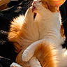 George participe au concours pour gagner de l'argent avec cette photo : cat, orange_and_white, fluffy, grooming, licking, paw, sunlight, black_blanket, cozy, indoor, window, relaxed, pet, feline, cute, fur, pink_paw_pads, whiskers, resting, animal