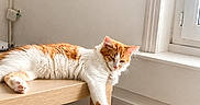 Fred participe au concours pour gagner de l'argent avec cette photo : cat, orange_and_white_cat, sleeping, table, wooden_table, indoor, window, natural_light, floor, relaxing, pet, fur, paw, dormant, home, quiet, resting, feline, cozy, sunlight