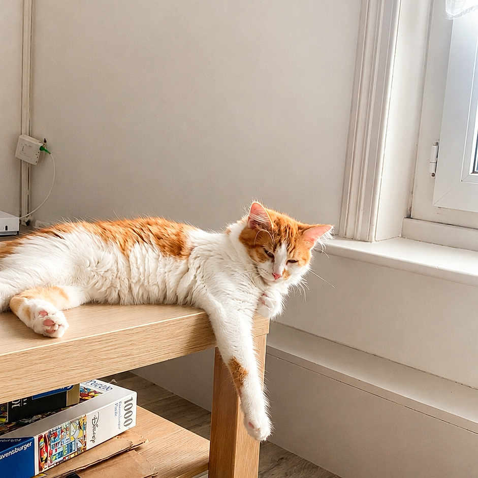 Fred participe au concours pour gagner de l'argent avec cette photo : cat, orange_and_white_cat, sleeping, table, wooden_table, indoor, window, natural_light, floor, relaxing, pet, fur, paw, dormant, home, quiet, resting, feline, cozy, sunlight