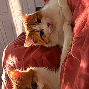 Fred participe au concours pour gagner de l'argent avec cette photo : cat, orange_and_white_cat, two_cats, pets, cozy, blanket, bed, sunlight, indoor, cute, feline, resting, animal, fur, relaxed, warm_colors, domestic_cat, closeup, snuggling, soft_light