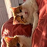 cat, orange_and_white_cat, two_cats, pets, cozy, blanket, bed, sunlight, indoor, cute, feline, resting, animal, fur, relaxed, warm_colors, domestic_cat, closeup, snuggling, soft_light