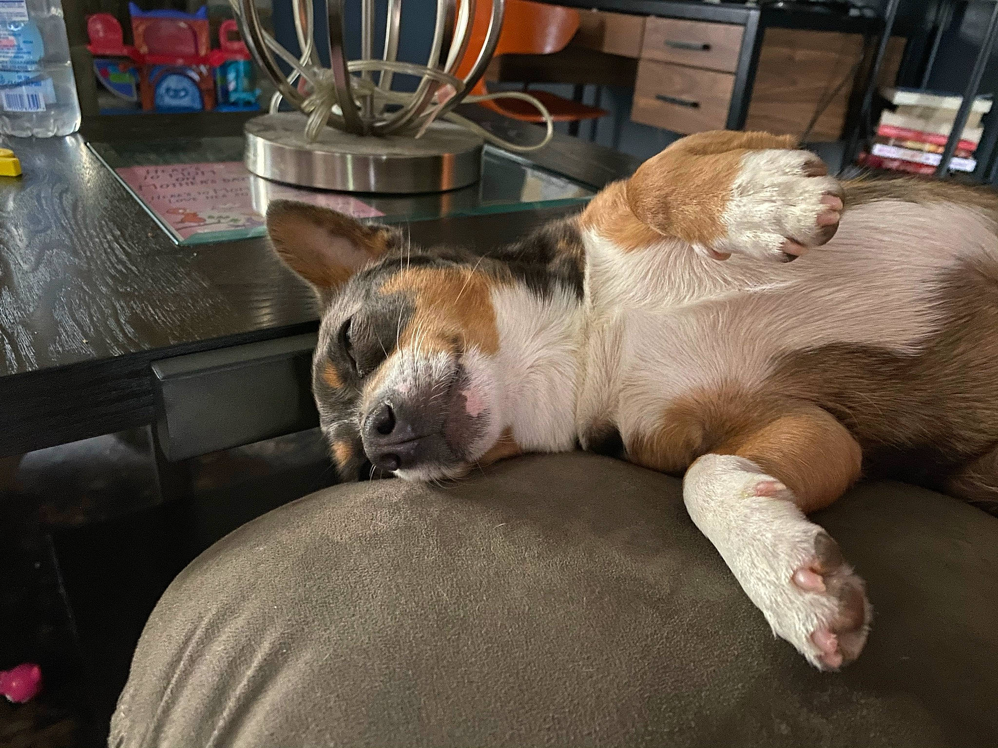 Duncan joined the competition — help win amazing prizes! barware, canidae, carnivore, comfort, companion_dog, couch, dog, dog_breed, fawn, felidae, flooring, fur, kitchen_appliance, kitchen_utensil, paw, room, small_to_medium_sized_cats, snout, sporting_group, whiskers