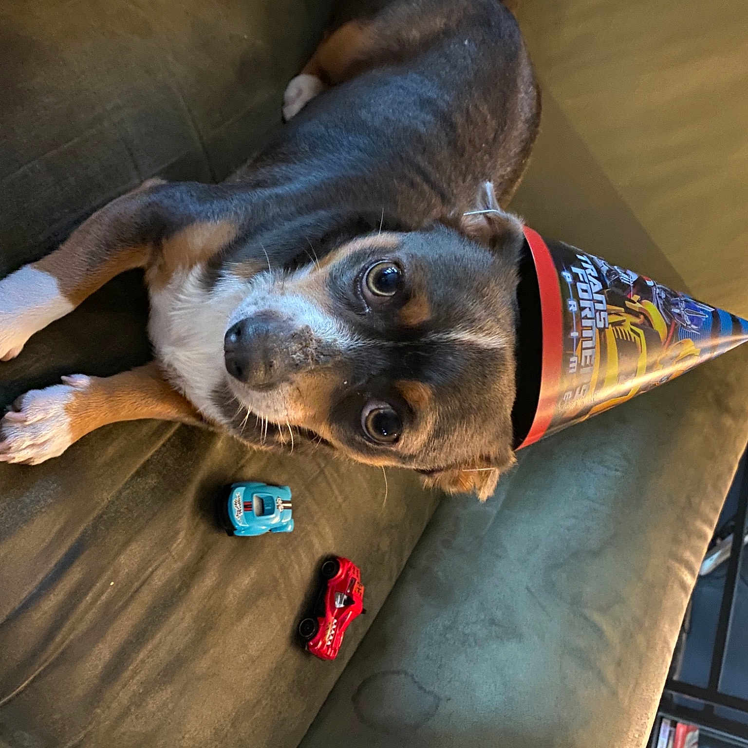 Duncan joined the competition — help win amazing prizes! canidae, carnivore, comfort, companion_dog, dog, dog_breed, fawn, fur, guard_dog, liver, nail, snout, sporting_group, whiskers, wood, working_animal