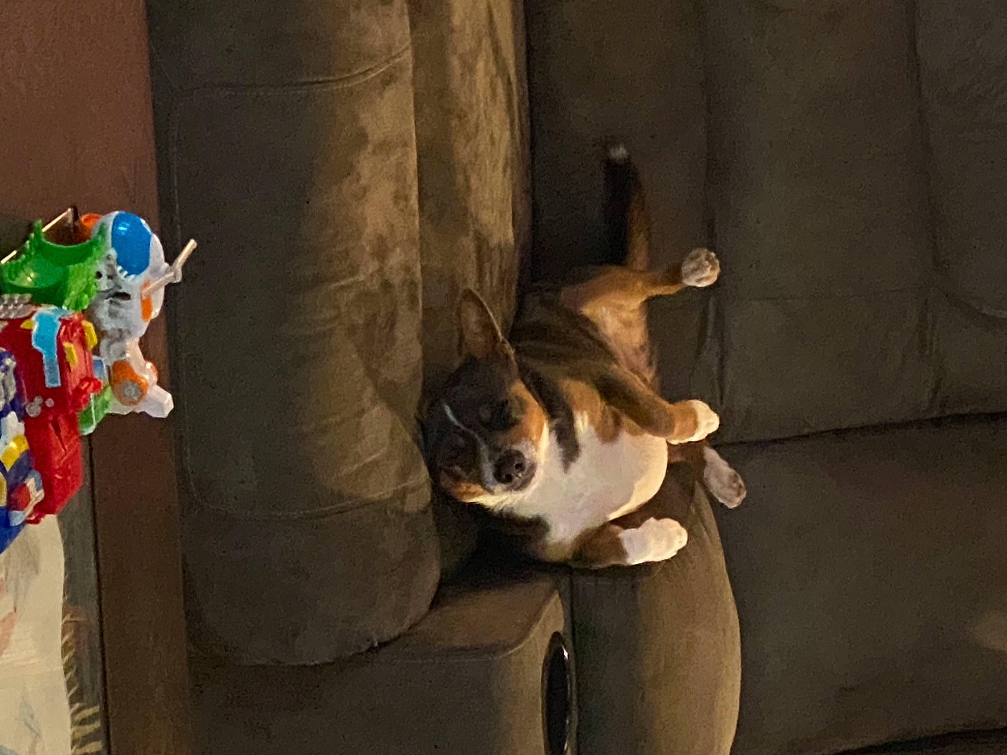 Duncan is registered to the contest to win money with this photo: art, canidae, carnivore, companion_dog, dog, dog_breed, door, fawn, felidae, flooring, room, shadow, small_to_medium_sized_cats, snout, sporting_group, tail, tints_and_shades, toy, whiskers, wood