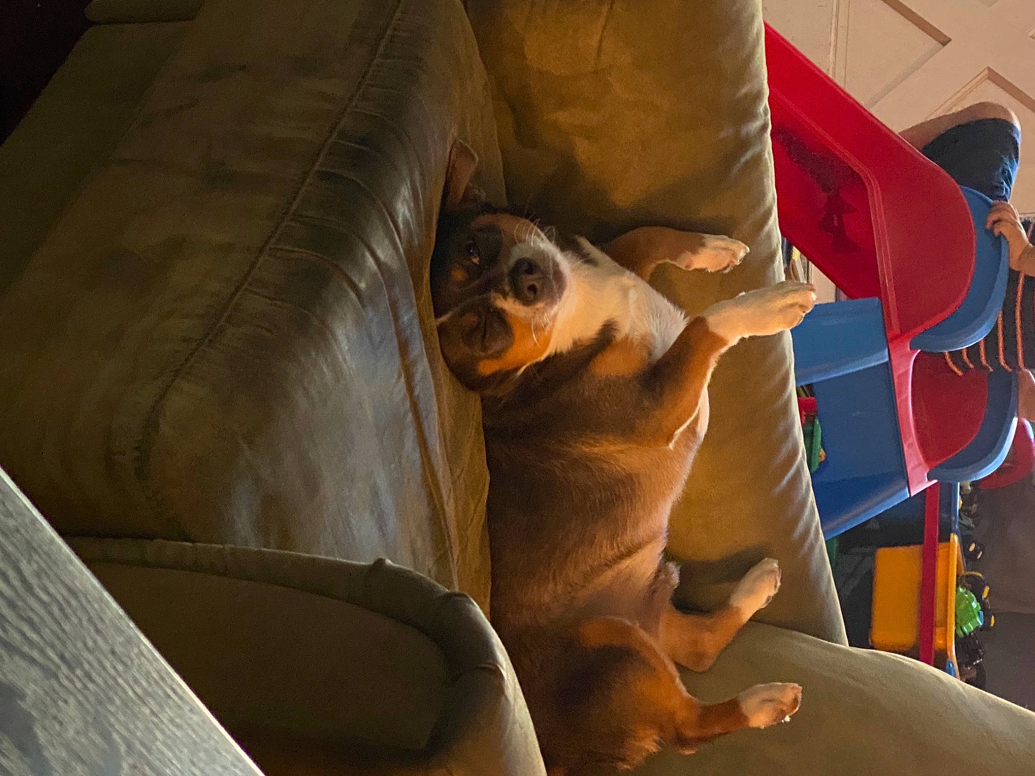 Duncan is registered to the contest to win money with this photo: canidae, carnivore, comfort, companion_dog, couch, dog, dog_breed, fawn, flooring, foot, hardwood, human_leg, living_room, room, snout, sporting_group, tints_and_shades, toy_dog, wood, working_animal