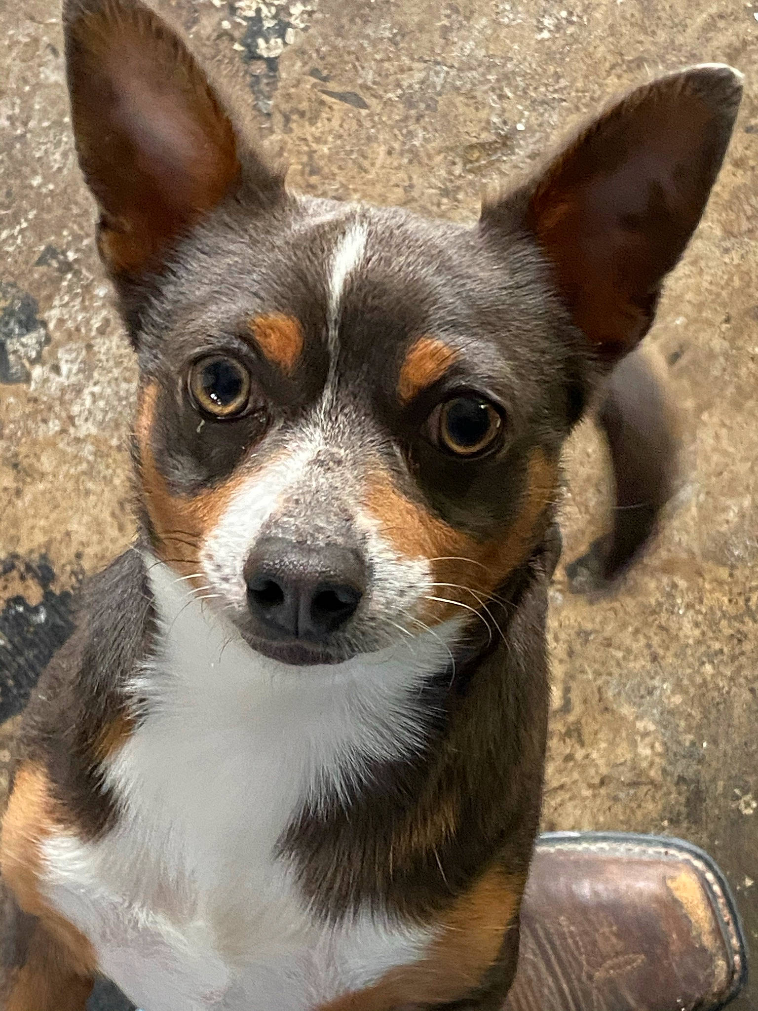 Duncan joined the competition — help win amazing prizes! ancient_dog_breeds, canidae, carnivore, collar, companion_dog, dog, dog_breed, fawn, fur, non_sporting_group, puppy, snout, sporting_group, terrestrial_animal, toy_dog, whiskers, working_animal, working_dog