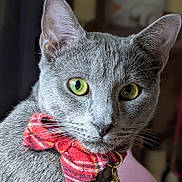 Stormy joined the competition — help win amazing prizes! abyssinian, accessories, animal, bandana, bowtie, cat, clothing, collar, egyptiancat, formalwear, gray, headband, jewelry, kitten, manx, necklace, pet, scarf, tie