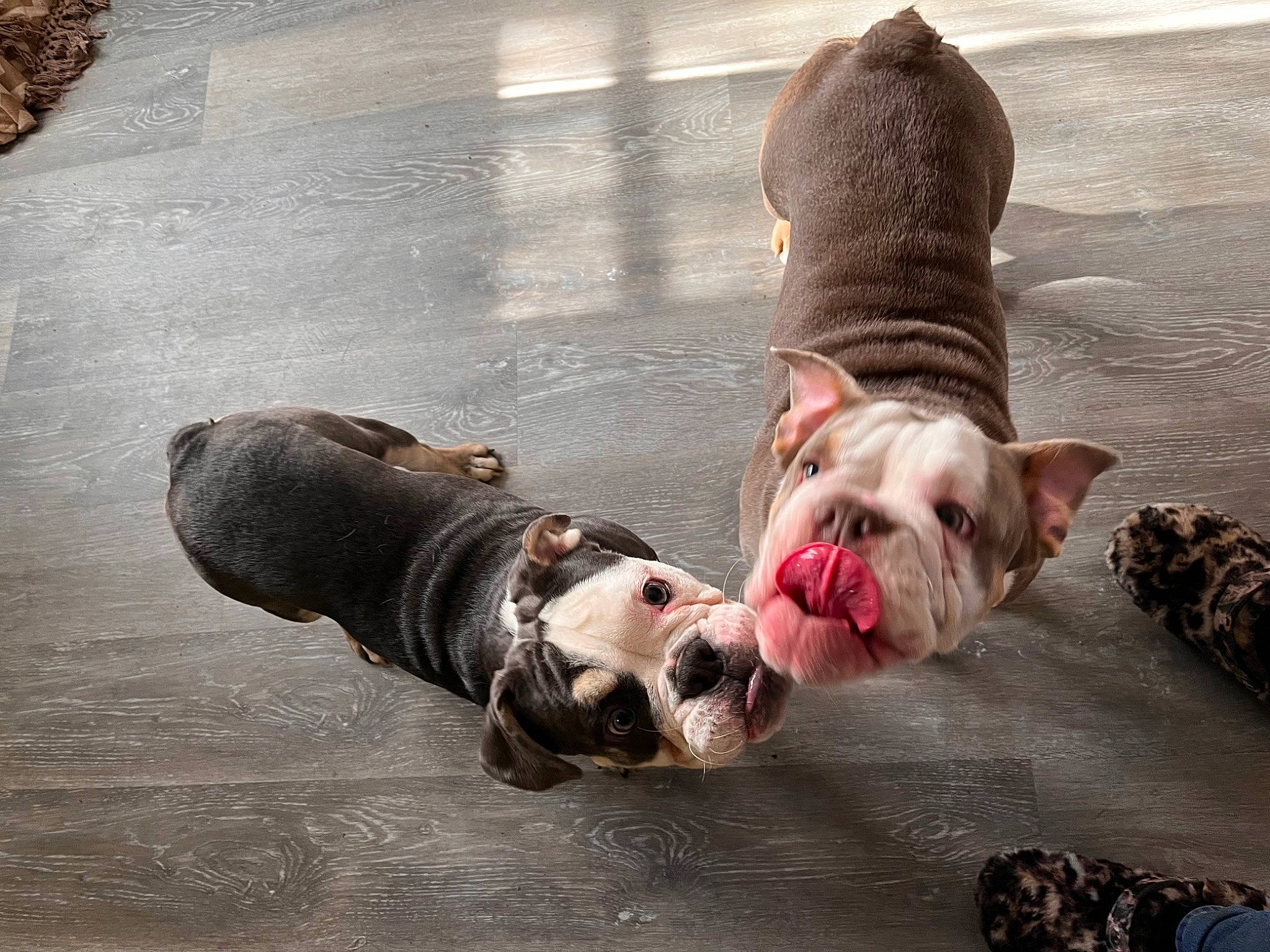 Hazey joined the competition — help win amazing prizes! bulldog, canidae, carnivore, collar, comfort, companion_dog, dog, dog_breed, dog_collar, dog_supply, fawn, leash, pet_supply, road_surface, snout, sporting_group, terrestrial_animal, white_english_bulldog, working_animal, wrinkle