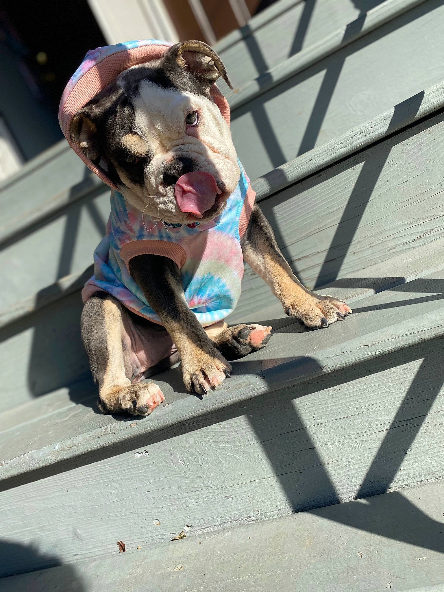 Hazey joined the competition — help win amazing prizes! canidae, carnivore, collar, companion_dog, concrete, dog, dog_breed, dog_clothes, dog_collar, dog_supply, fawn, fur, human_leg, leash, personal_protective_equipment, snout, sporting_group, street, street_fashion, working_animal