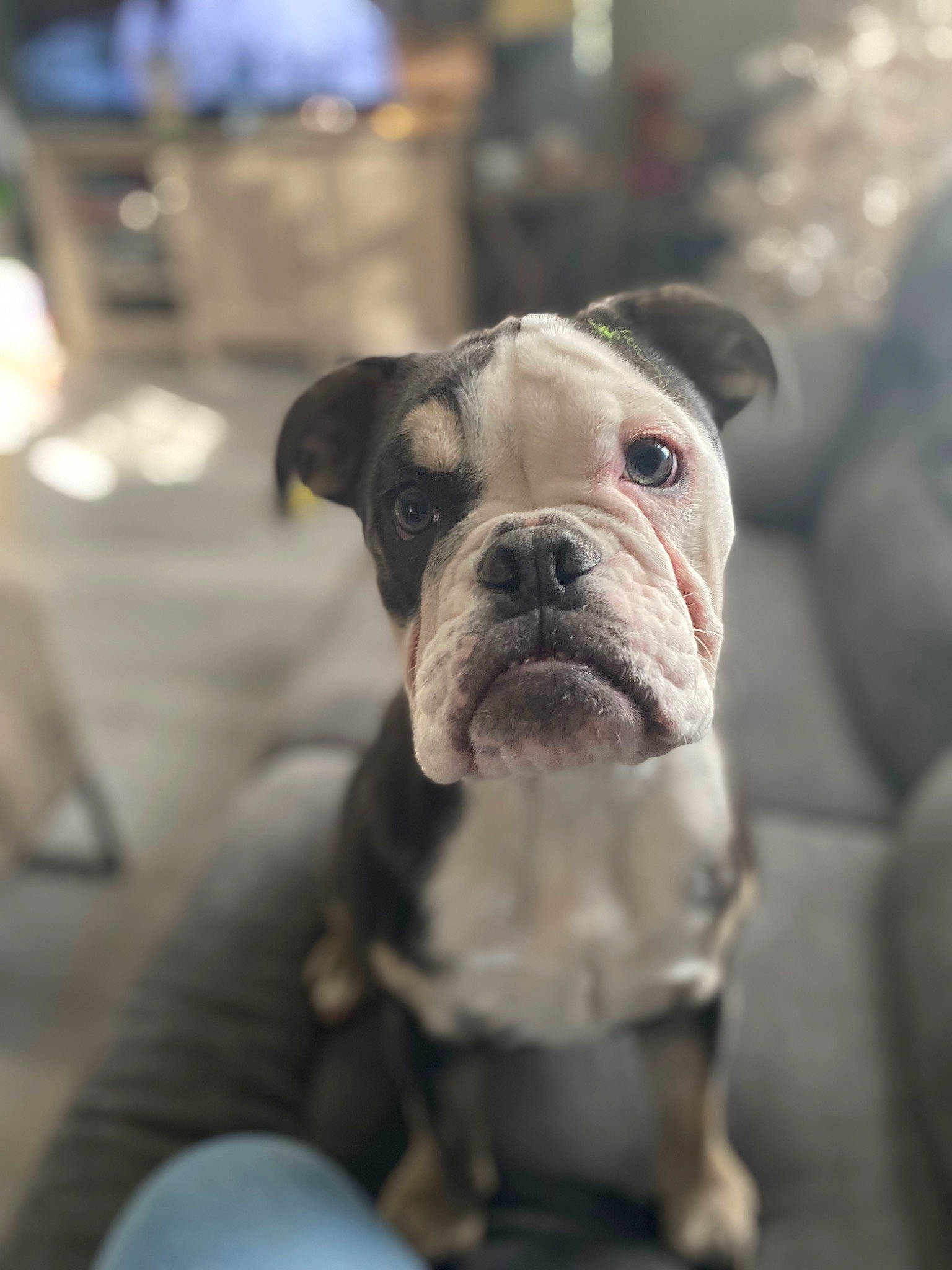 Hazey joined the competition — help win amazing prizes! australian_bulldog, bulldog, canidae, carnivore, collar, companion_dog, dog, dog_breed, dog_collar, fawn, french_bulldog, leash, molosser, olde_english_bulldogge, puppy, sporting_group, toy_dog, whiskers, working_dog, wrinkle