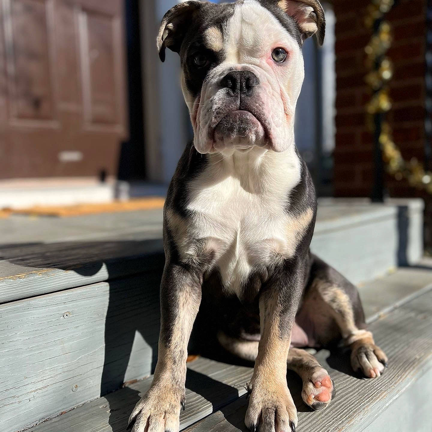 Hazey is registered to the contest to win money with this photo: bulldog, canidae, carnivore, companion_dog, dog, dog_breed, fawn, foot, fur, molosser, photograph, snapshot, snout, sporting_group, terrestrial_animal, toy_dog, whiskers, working_animal, working_dog, wrinkle