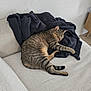 Kora joined the competition — help win amazing prizes! cat, tabby, sleeping, couch, blanket, indoor, cozy, furniture, resting, pet, animal, striped, relaxing, knit, home, living_room, soft, cute, comfort, domestic