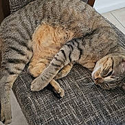 Kora joined the competition — help win amazing prizes! cat, tabby, sleeping, chair, furniture, indoor, pet, cozy, relaxation, striped, whiskers, paws, tail, fur, animal, resting, domestic, cute, calm, home