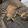 cat, tabby, sleeping, chair, furniture, indoor, pet, cozy, relaxation, striped, whiskers, paws, tail, fur, animal, resting, domestic, cute, calm, home