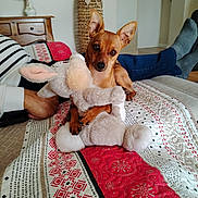 Sami a rejoint le concours — aidez-le/la à gagner de superbes lots ! dog, stuffed_toy, bedspread, patterned, indoor, person, couch, socks, legs, brown_dog, toy, plush, home, relaxing, pet, animal, cute, cozy, resting, curious