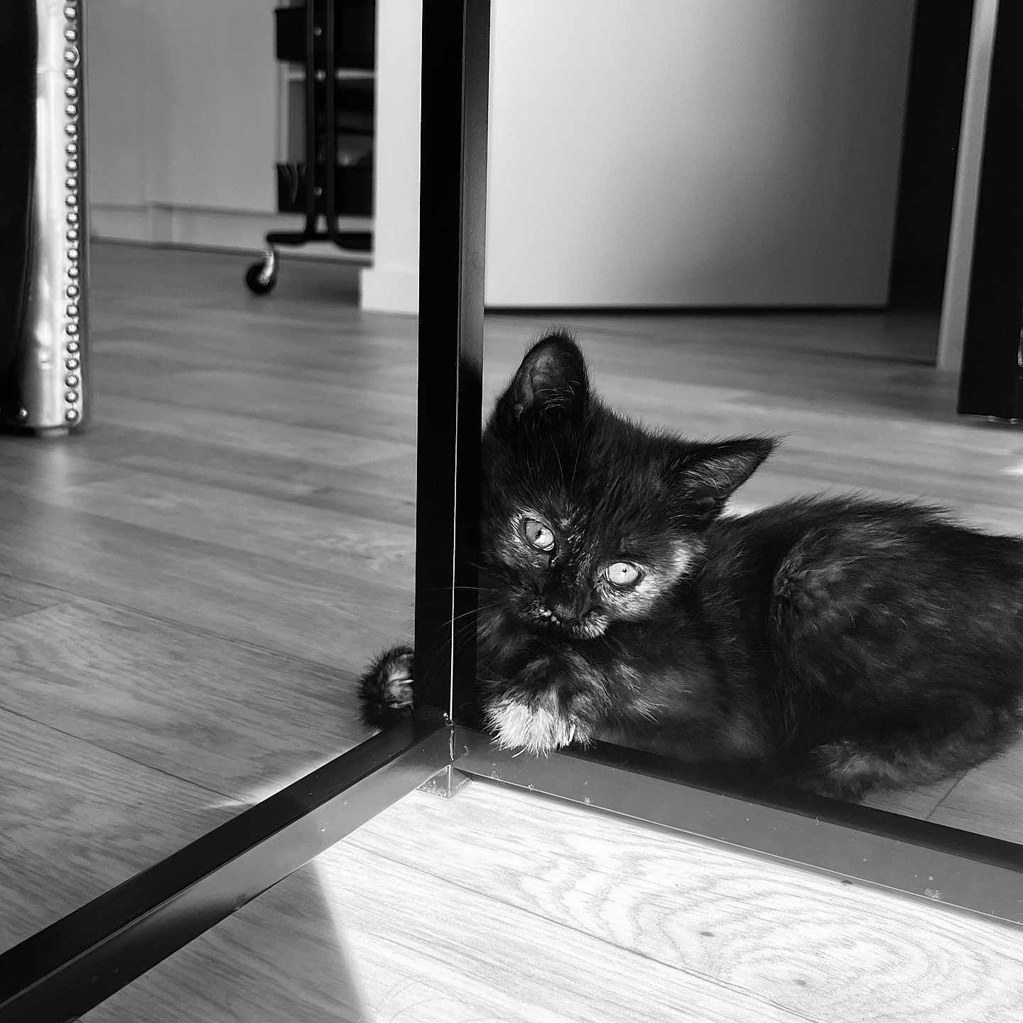 Kitta a rejoint le concours — aidez-le/la à gagner de superbes lots ! animal, architecture, blackcat, cat, computer, door, electronics, hardwood, indoors, interiordesign, kitten, laptop, manx, pc, pet, plywood, shelf, slidingdoor, stainedwood, wood