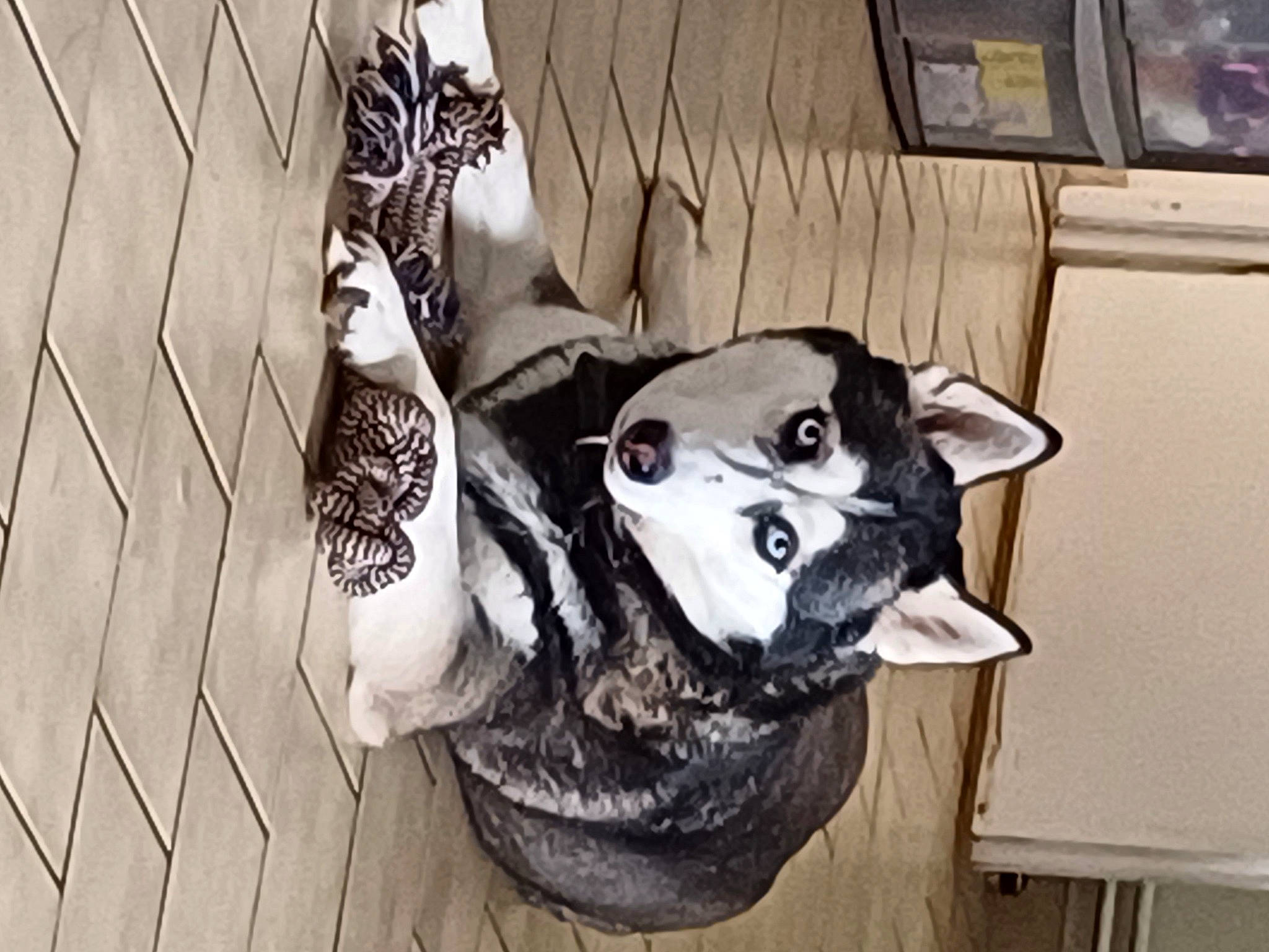 Végas a rejoint le concours — aidez-le/la à gagner de superbes lots ! canidae, carmine, carnivore, companion_dog, dog_breed, fashion_accessory, flooring, fur, human_leg, metal, monochrome, monochrome_photography, non_sporting_group, personal_protective_equipment, sitting, sporting_group, wood, working_animal