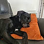 Bouba a rejoint le concours — aidez-le/la à gagner de superbes lots ! animal, architecture, blanket, building, canine, couch, cushion, dog, furniture, homedecor, hound, indoors, labradorretriever, linen, livingroom, person, pet, pillow, puppy, room