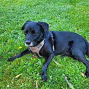 Bouba participe au concours pour gagner de l'argent avec cette photo : accessories, animal, canine, collar, dog, field, grass, grassland, hound, labradorretriever, lawn, leash, nature, outdoors, pet, plant, pointer, policedog, puppy, strap