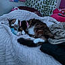 bedroom, blanket, calico_cat, cat, cozy, cute, decor, domestic_animal, feline, fur, green_leaves, hello_kitty, indoor, pet, pillow, pink, resting, sleepy, soft_texture, wall_art