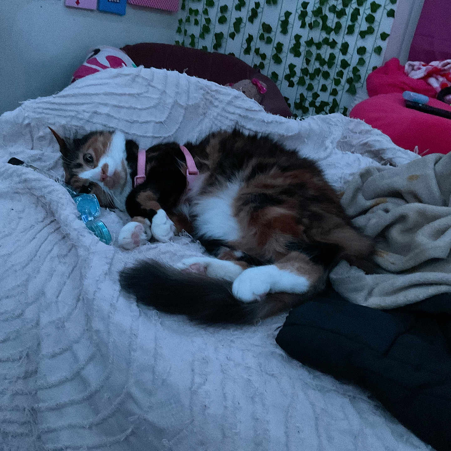Cleo