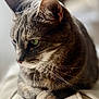 cat, tabby, close_up, green_eyes, whiskers, fur, pet, domestic_animal, relaxed, indoor, soft_light, texture, cozy, animal_portrait, feline, resting, side_view, blurred_background, cute, mammal